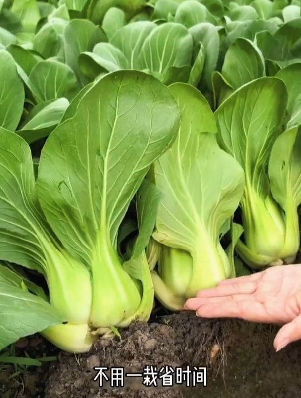 黑叶小青菜品种,耐寒易种植!