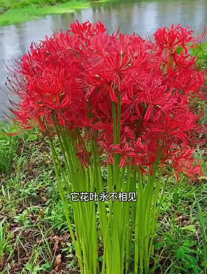 曼珠沙华也叫彼岸花,花叶不相见