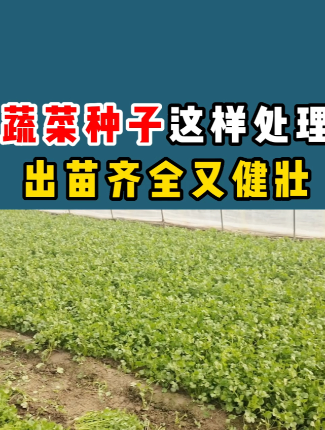 蔬菜种子这样处理,出苗齐全又健壮