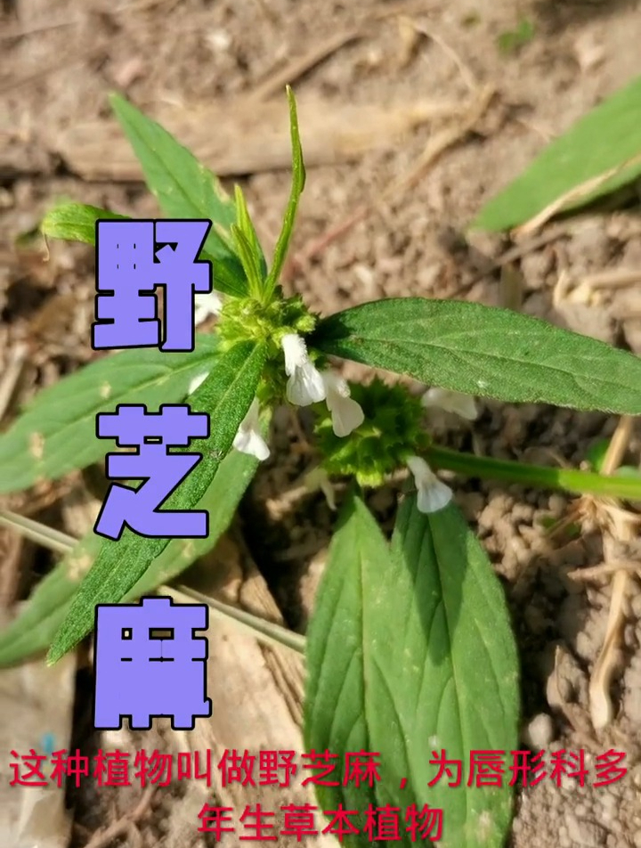 野芝麻又叫野藿香,多年生草本,全株入药,有止血止痛消肿的功效