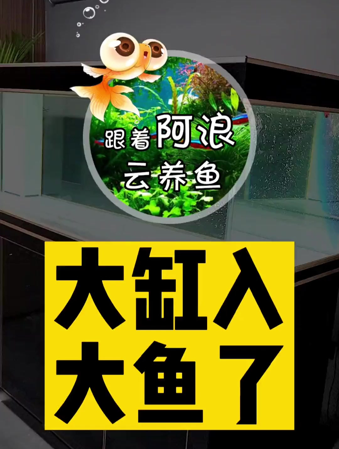 大伙看看我这闯缸鱼是不是整的太大了!