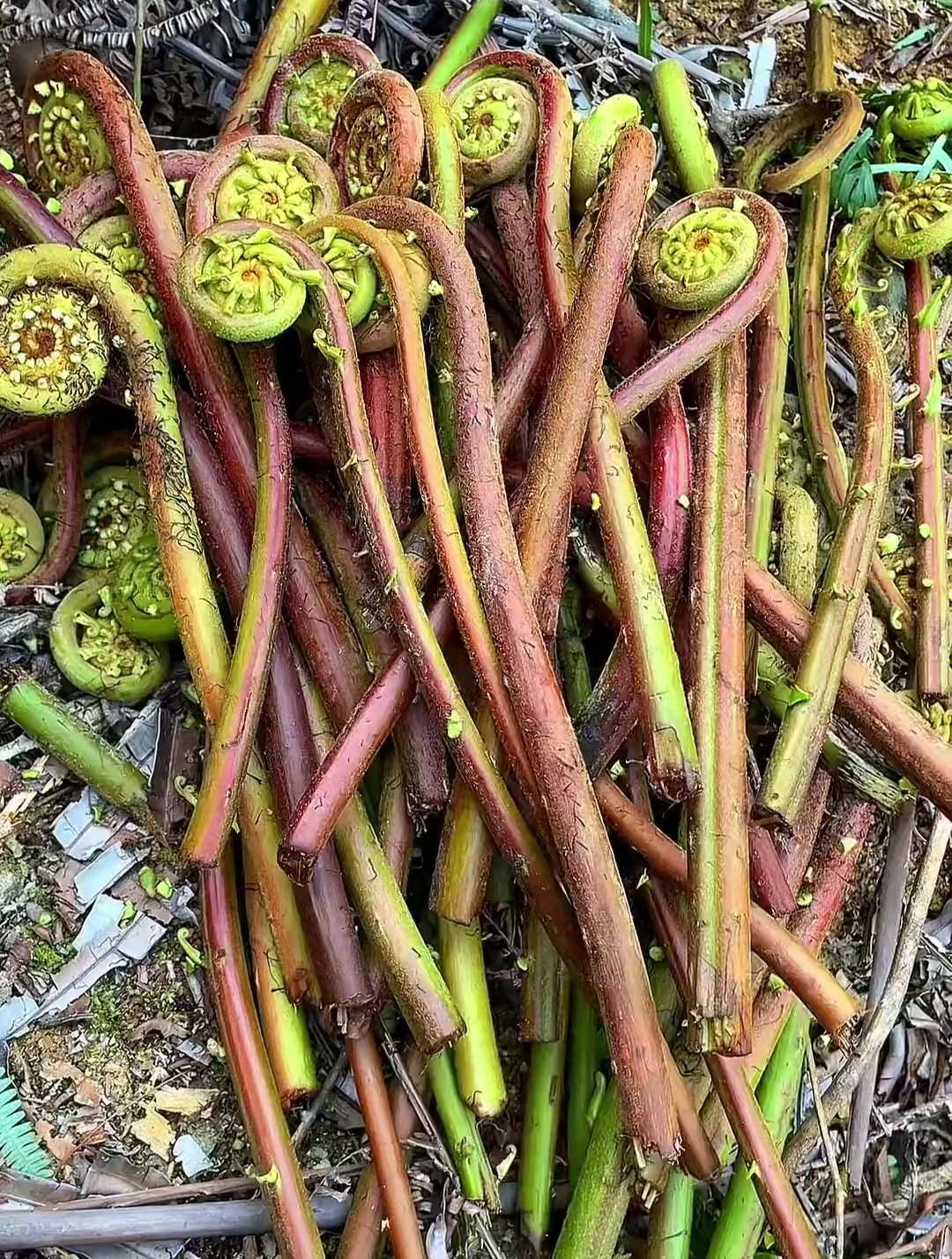 又到了吃蕨菜的季节了 很多人说蕨菜不能吃