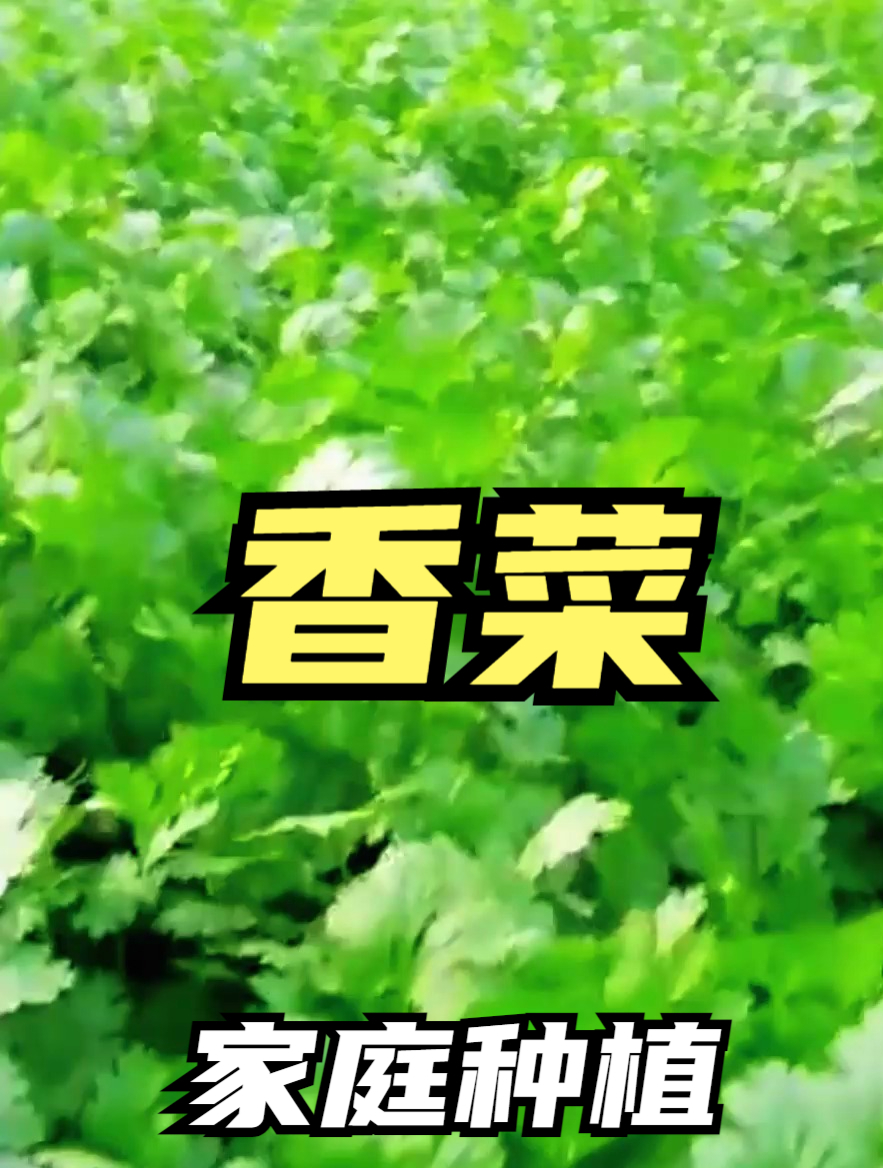 在家想吃香菜不用买,这样种,3天发芽,28天采收,香味浓郁!