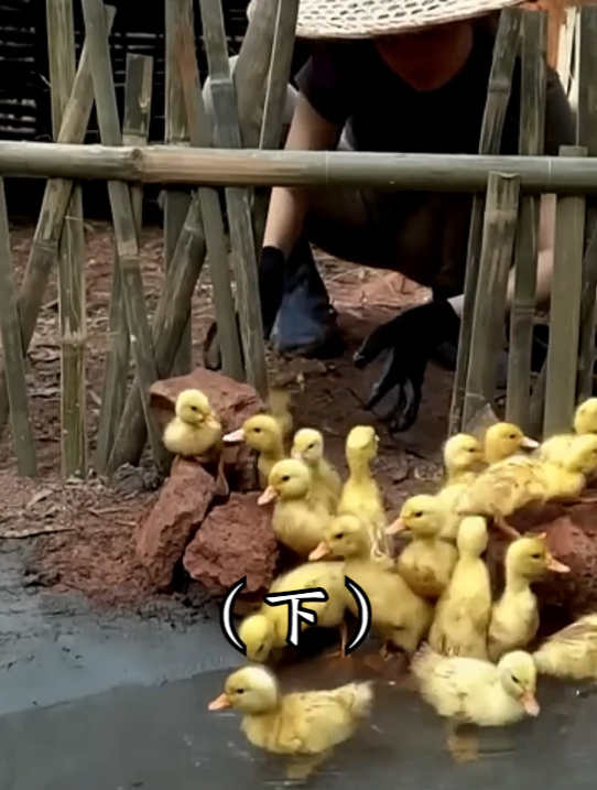 买回一群小鸭子,给它们修建戏水池,过上与世隔绝的日子