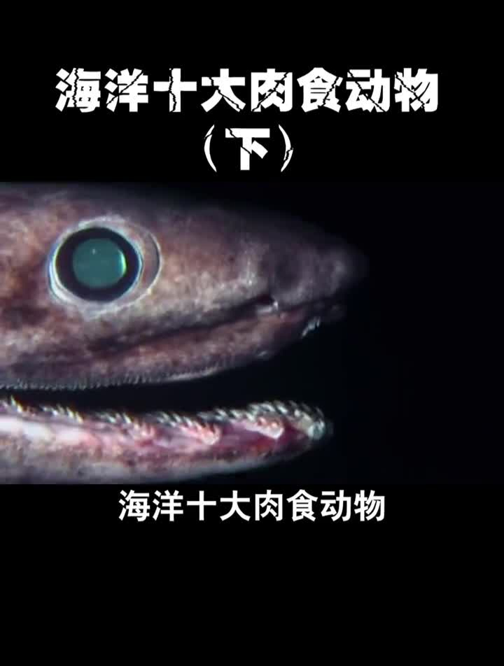 海洋这些食肉动物,你觉得谁最厉害