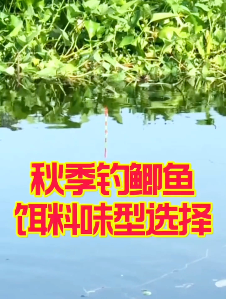 秋季钓鲫鱼饵料味型选择