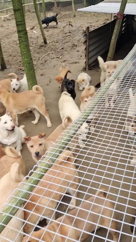 今天小狗伙食安排,生鸡肠子,一只狗一天半斤左右