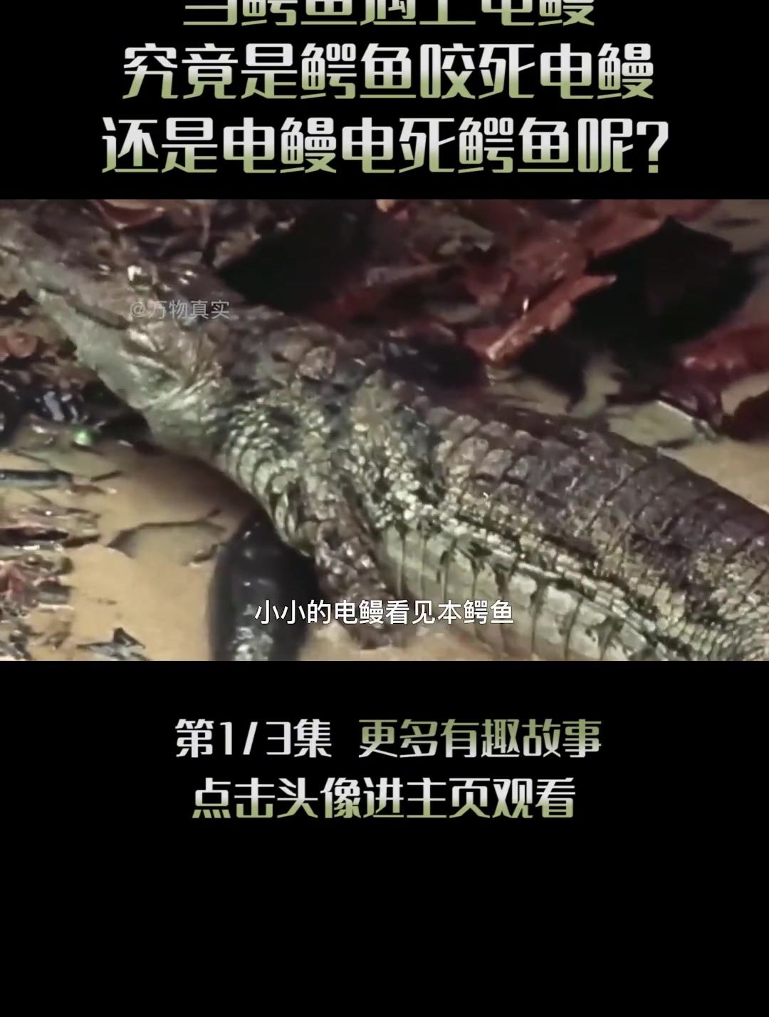 电鳗的发电原理是什么当鳄鱼遇上电鳗,究竟谁能更胜一筹(1)