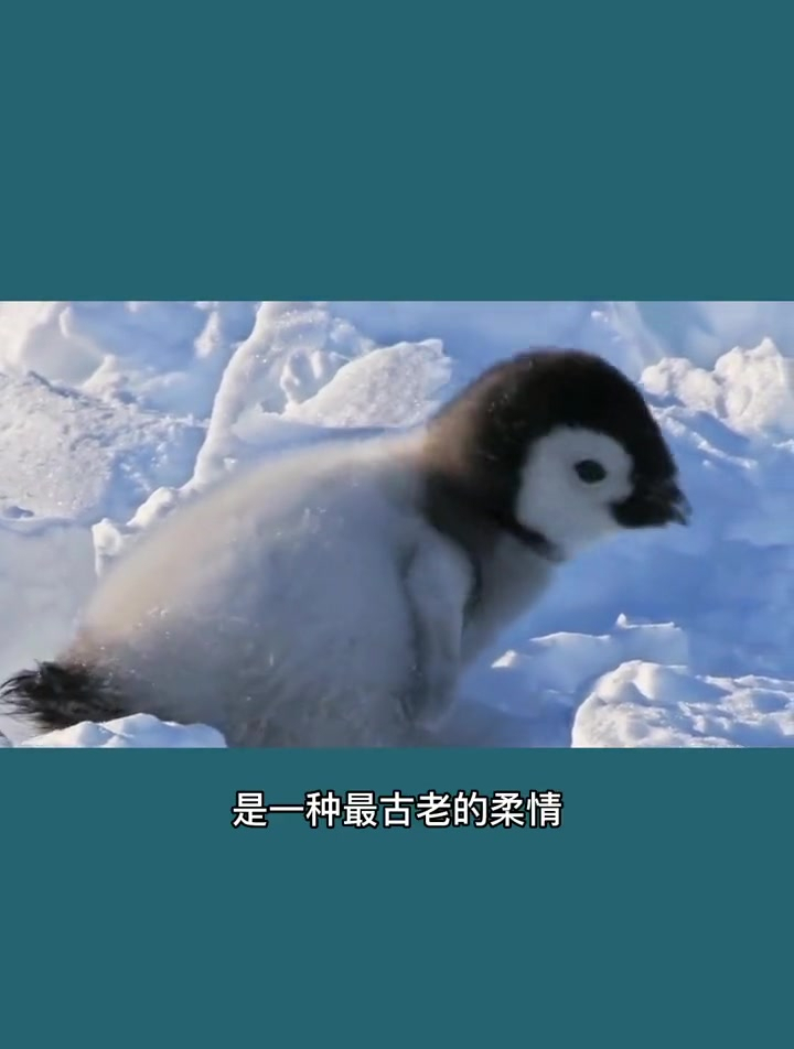 世界上最耐寒的鸟