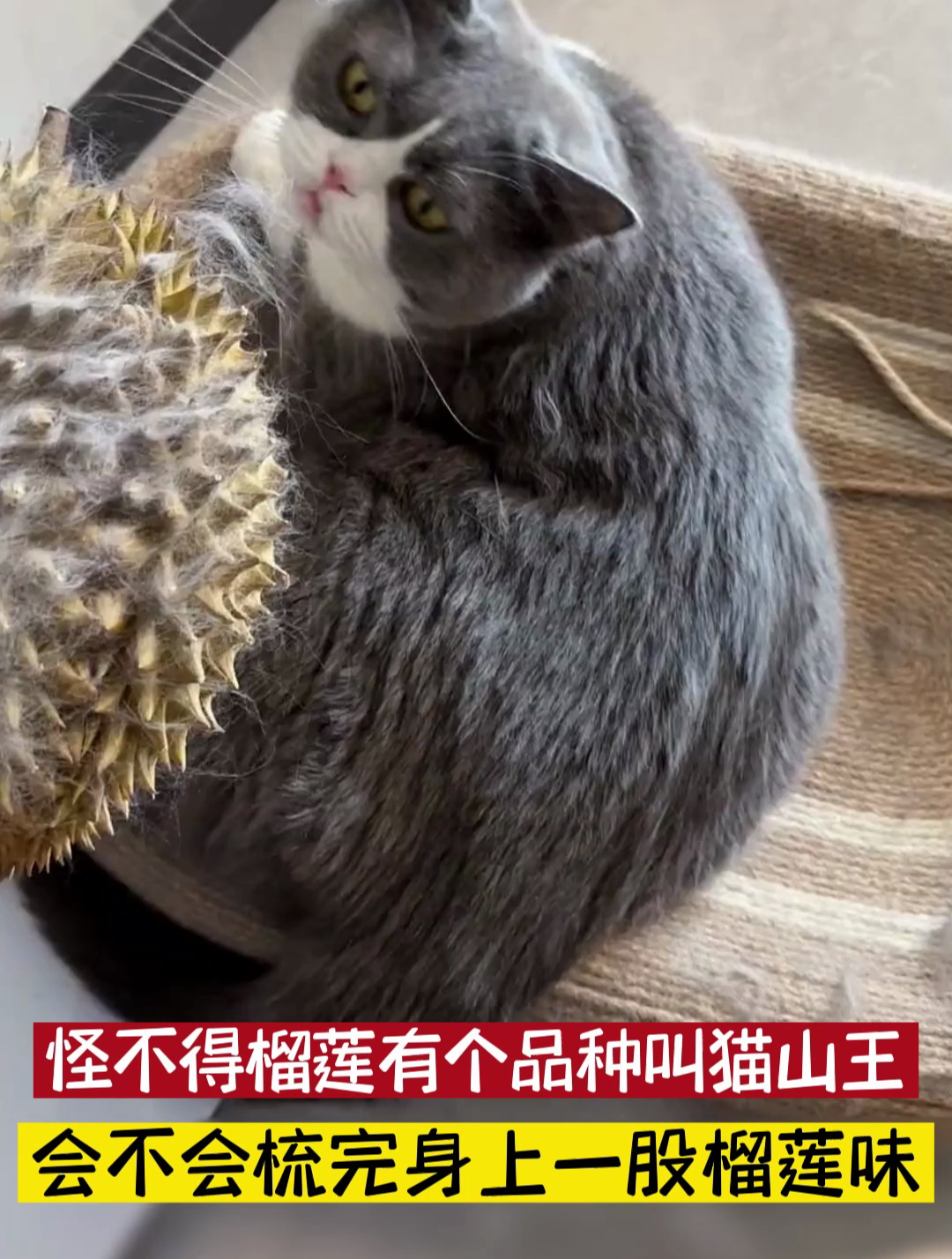 解锁榴莲壳新功能,怪不得有个品种叫猫山王,梳完一股榴莲味