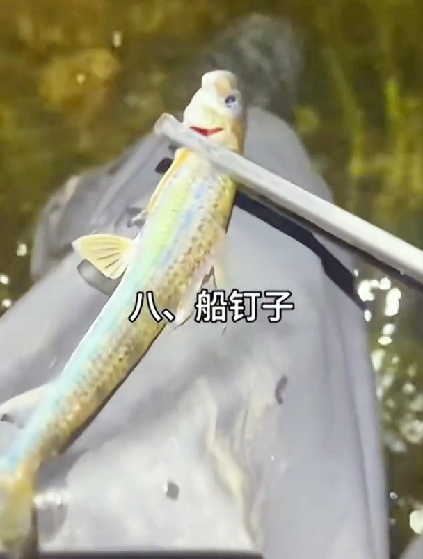 让钓鱼人头疼的10种小杂鱼,你遇到过几种?