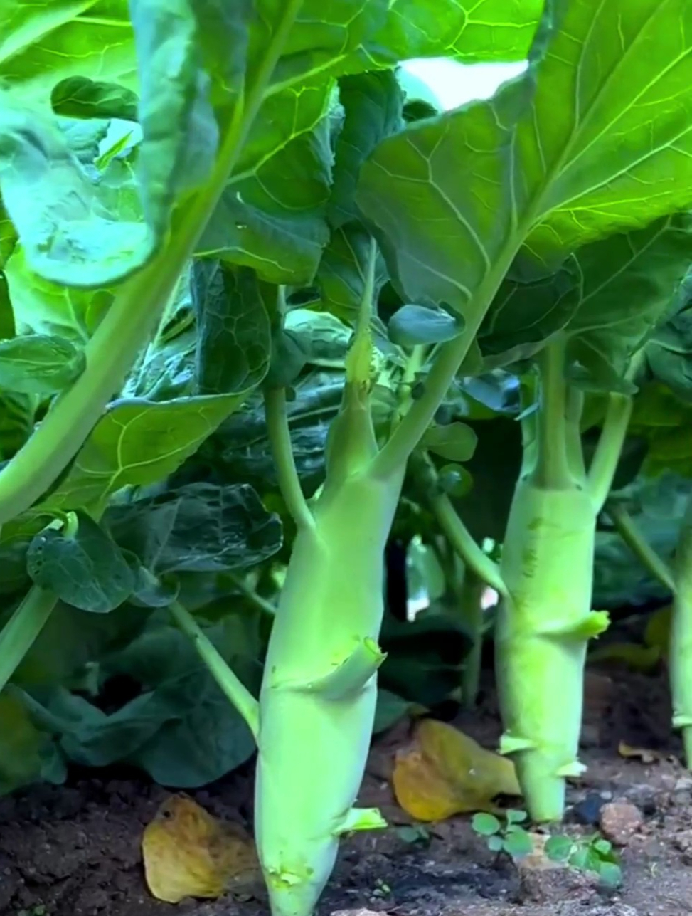 芥蓝中的“大鸡腿”,可以多茬采收,清脆好吃易种植,营养价值高