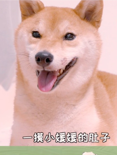 柴犬和柯基的混血小狗4