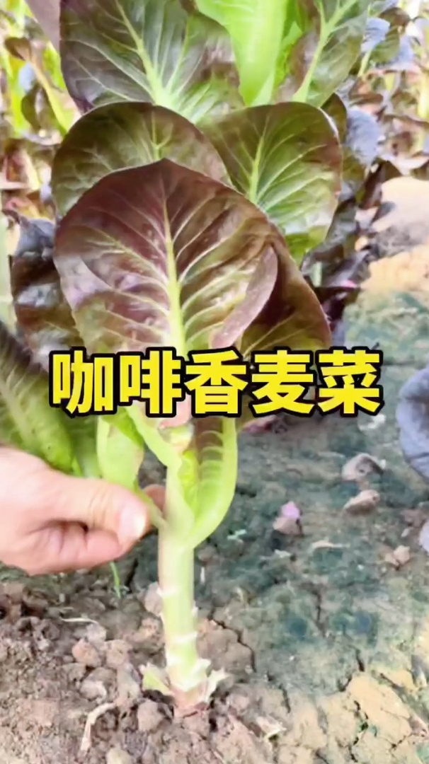 它能劈着叶子吃,耐热不招虫的蔬菜,你吃过吗?就是这个香麦菜