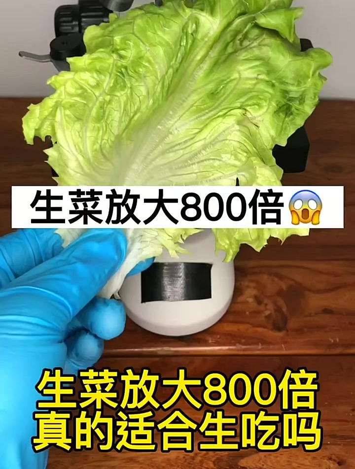 生菜放大800倍,它真的适合生吃吗?