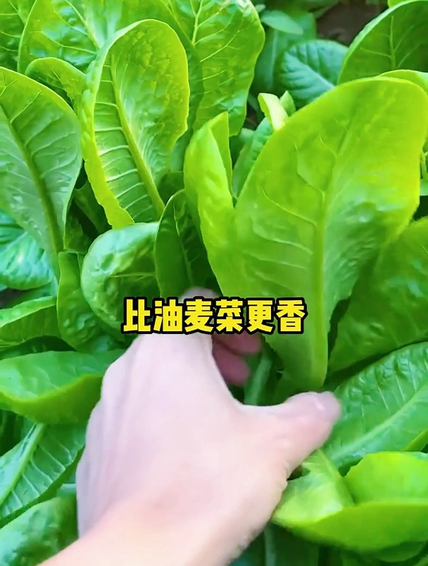 盘点孔雀菜种植技术2个要点,新手农民也能理解运用,资料齐全!