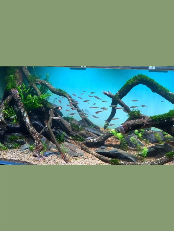 丹鱼大军来袭 看起来真的是很舒服