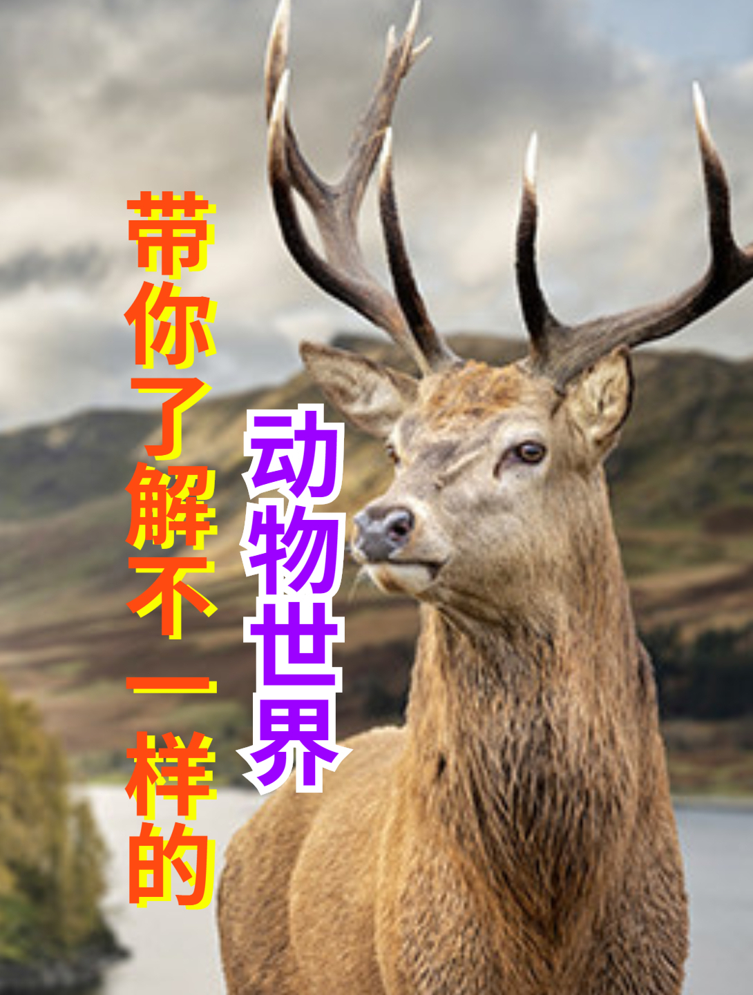 枝头上挂满小动物的尸体罪魁祸首是被古人寄托情思的小呆萌(1)