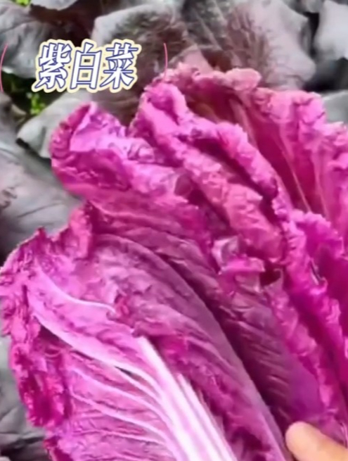 富含花青素的“紫白菜”,生吃甜脆,营养比普通大白菜高很多倍!