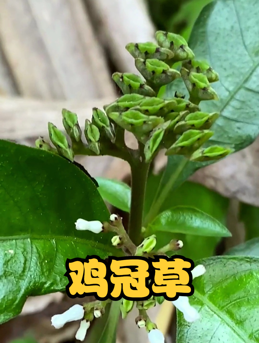 短小蛇根草也叫“鸡冠草”,看看你认识吗?