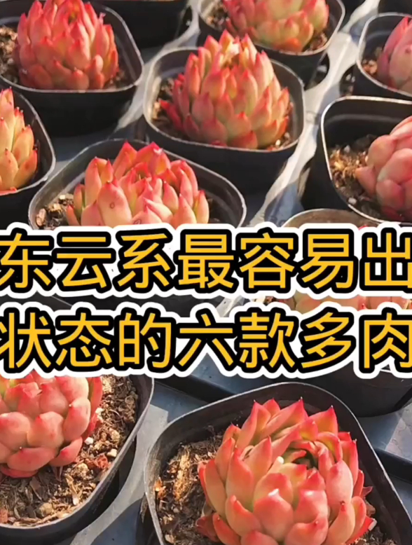 东云系最容易出状态的六款多肉,你集齐了吗?让我们一起来看看