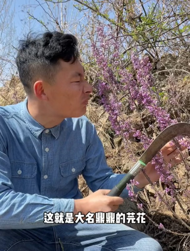 芫花又名药鱼草,瑞香科落叶灌木,3月采花,5月采叶,8、9月采根