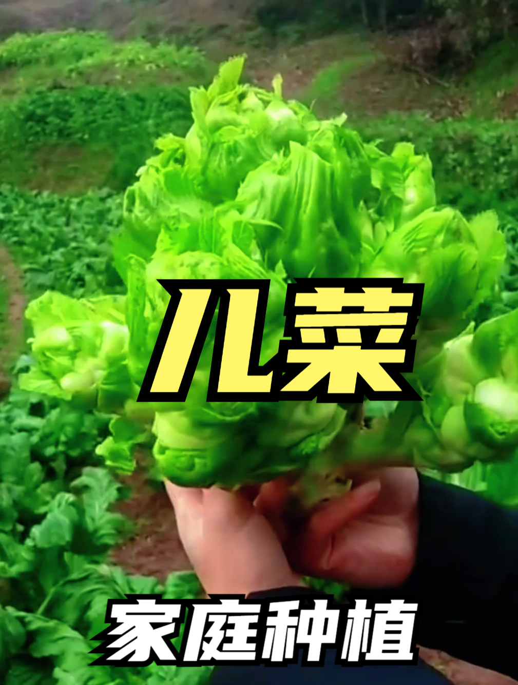 这蔬菜真“奇怪”,只要菜心不要菜叶,常吃对身体大有益处!