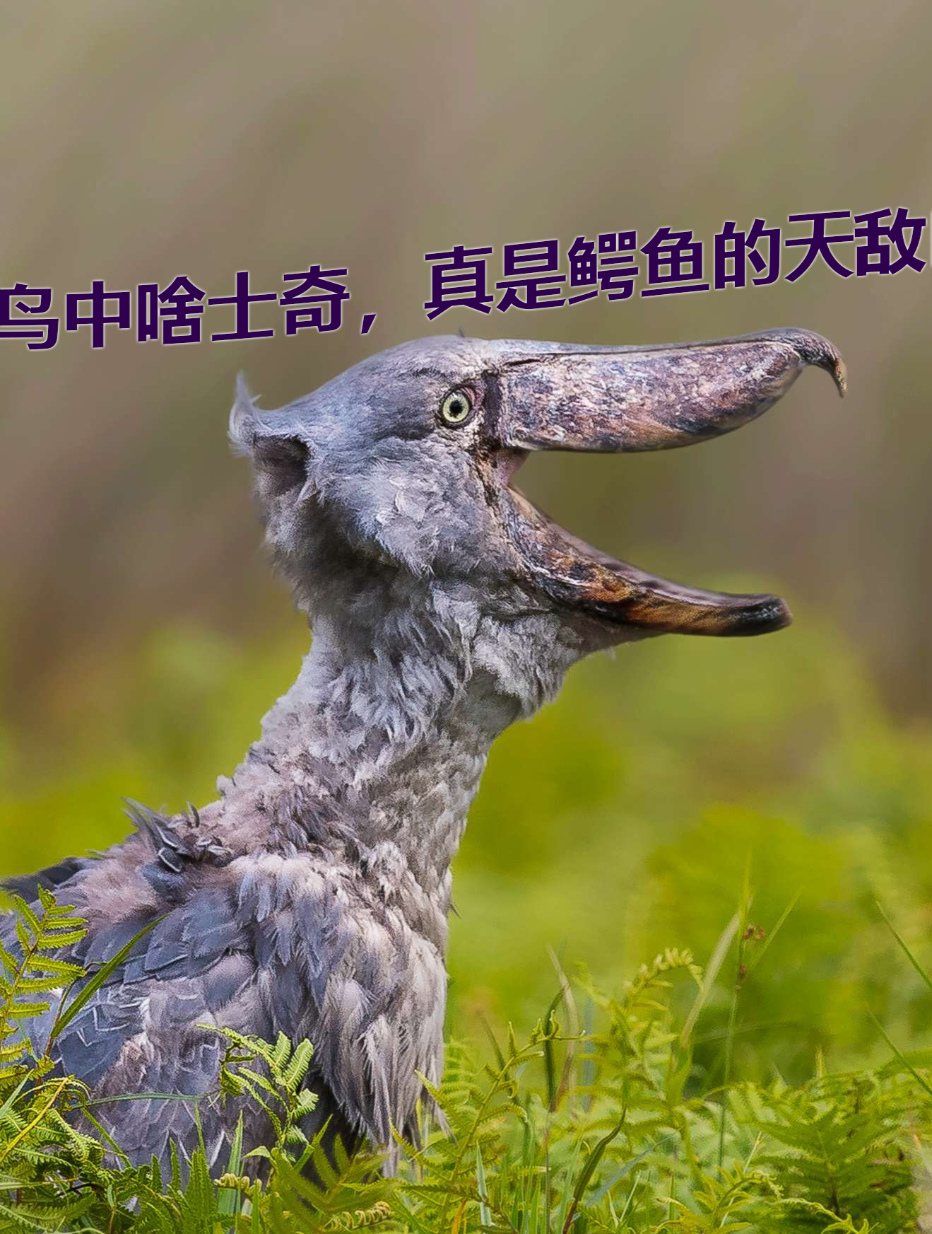 被称为“鸟中哈士奇”的鲸头鹳,真的是鳄鱼的天敌么?为什么?