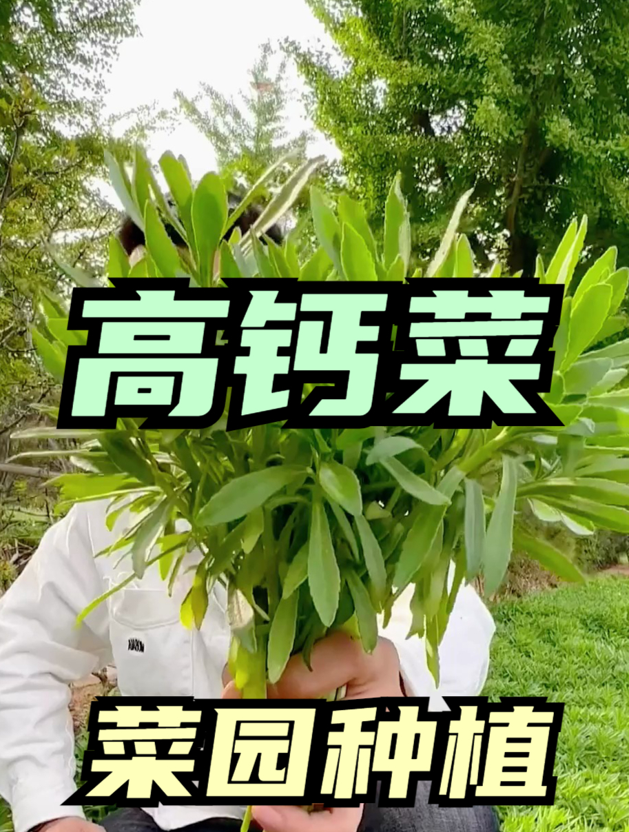 比钙片强十倍的野菜,它就是养心菜,又叫“高钙菜”!