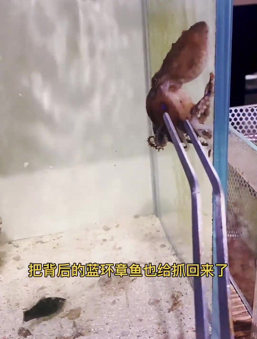 南环章鱼想吃吃了蓝环章鱼的蓝环章鱼