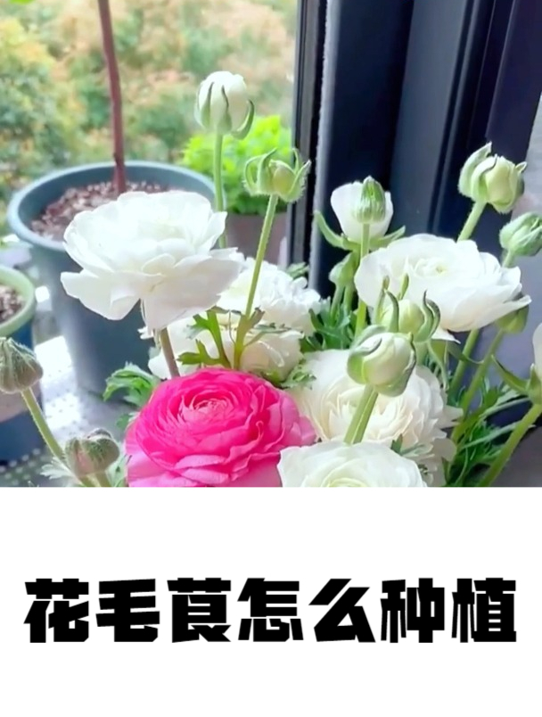 园艺师告诉你,冬天花毛茛怎么养,才能安全过冬,很多人都养错了