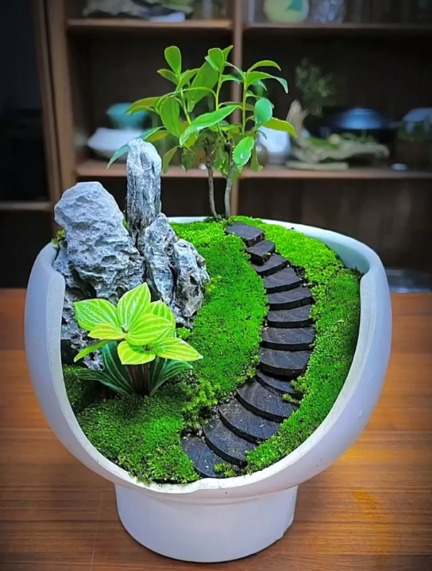 生活要静心,也要随心,更要开心。植物造景微景观