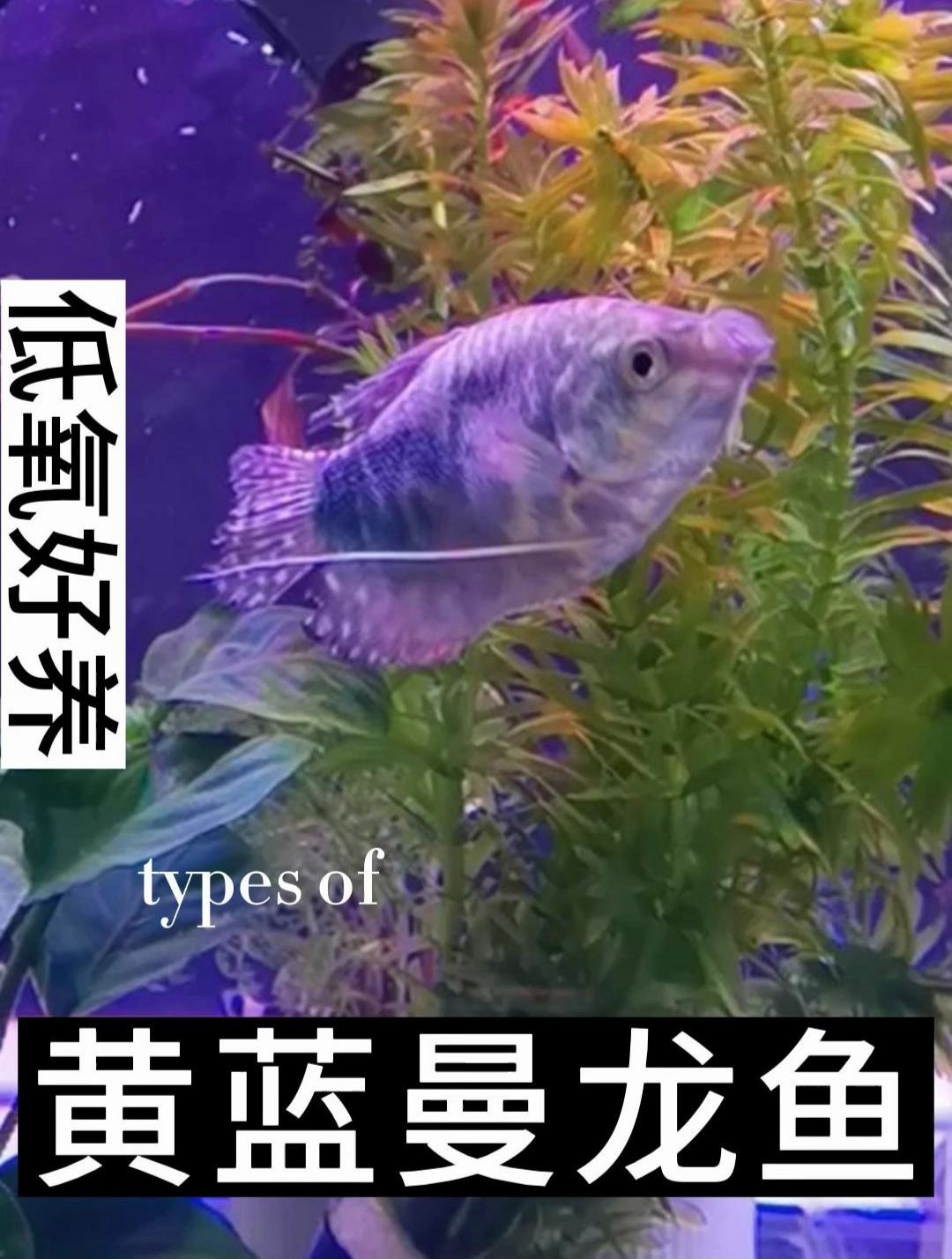 曼龙鱼较为温顺,它一般可以与月光鱼、黑裙鱼等中层鱼一起养