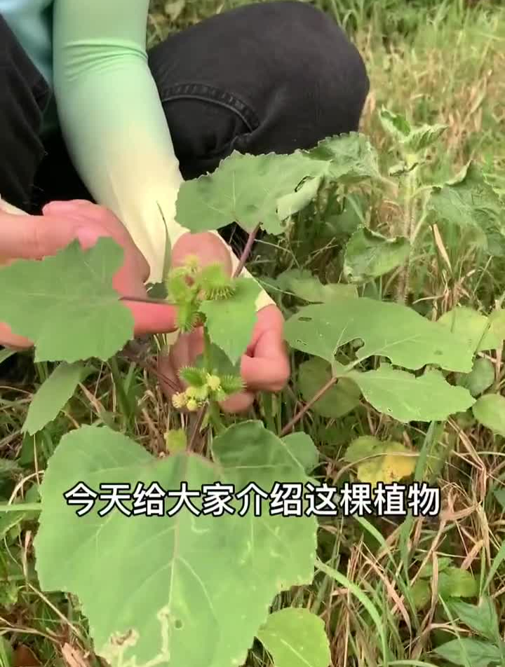 我的乡村生活一日一植物乡村守护人一方见地