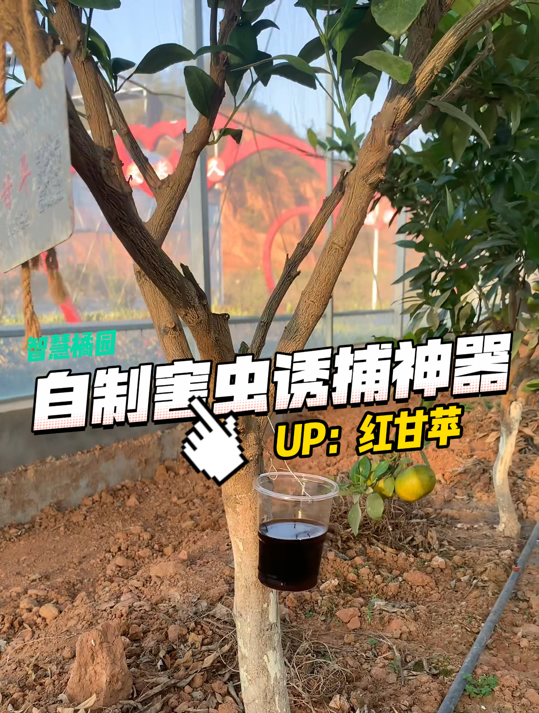 红甘苹工作人员自制害虫诱捕神器