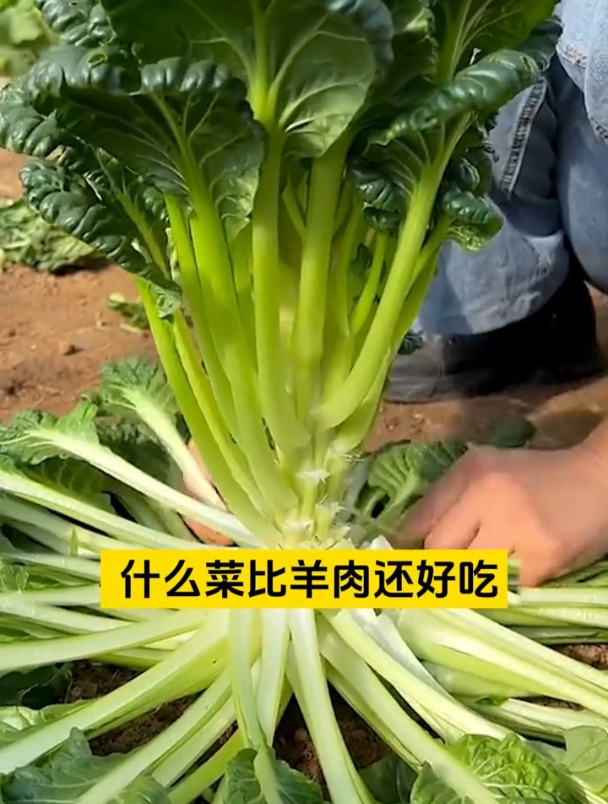 这种菜大雪冻不死,人称“蔬菜之王”,且钙是牛肉的好几倍