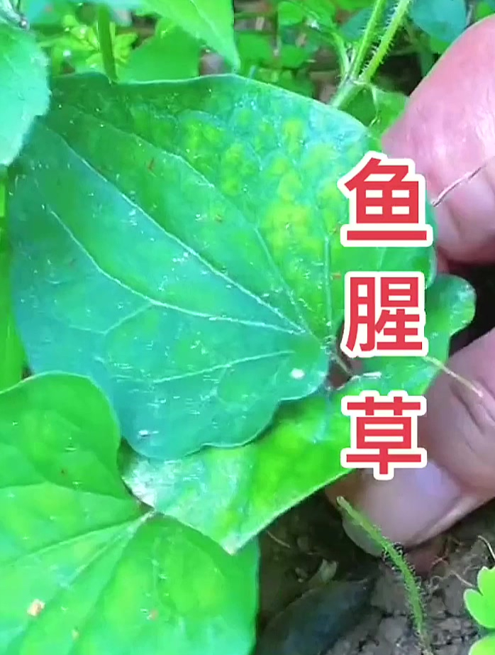 大名鼎鼎的鱼腥草,你见过它长大后的样子吗?大自然的馈赠