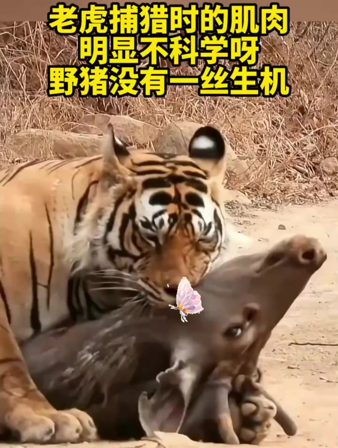 老虎身上肌肉不科学呀,野猪根本无法逃走