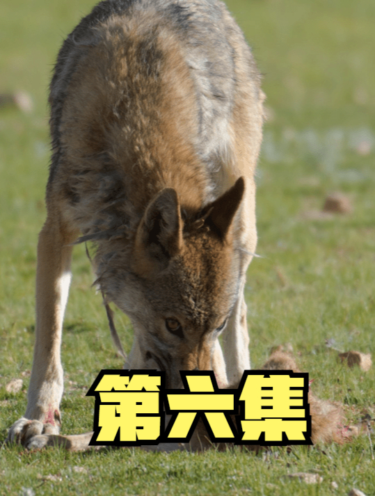 养鸡场遭到黄鼠狼祸害,老农无奈拿死鸡喂狼,狼群出山来报恩?6
