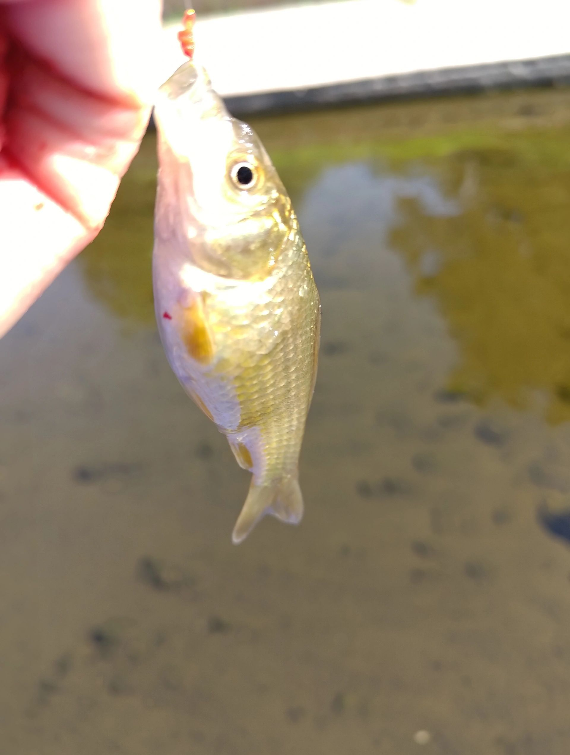 担心把鱼儿钓上来会无精打采,带上它可以为鱼儿提供充足氧气!