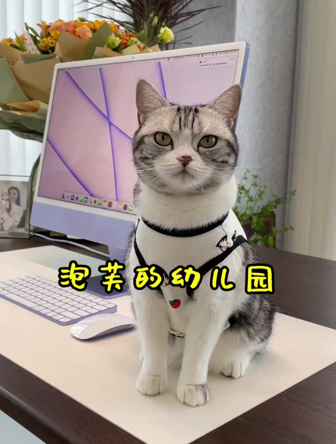 以后我工作的时候 泡芙就可以在幼儿园里玩了