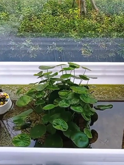 阳台上养锦鲤一个月,鱼长不大是什么原因?光照、水质都没问题~