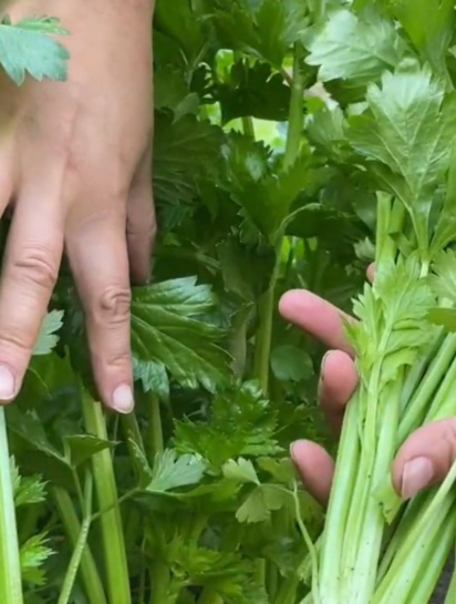 家里种芹菜注意留意这几个“窍门”,长得又壮又翠绿,简单有效!