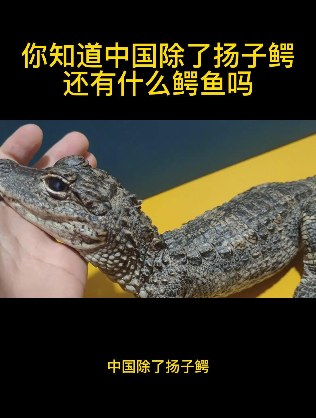 你知道中国除了扬子鳄还有什么鳄鱼吗