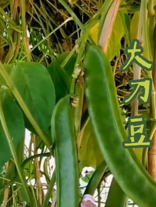 搭个架子爬满架,种在墙头爬满墙,说的就是它“刀豆”!