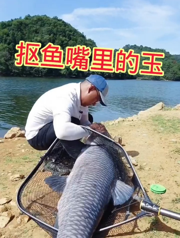 费尽心思捕获大青鱼,只为了嘴里那块青鱼石,这有啥用啊