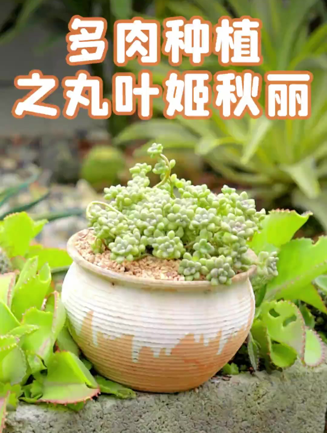 你喜欢丸叶姬秋丽的颜值吗?养护小知识 解压