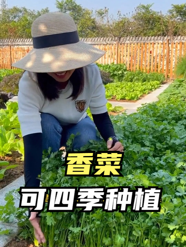 香菜属于比较耐寒的蔬菜品种之一,一年四季均可种植,成熟比较快