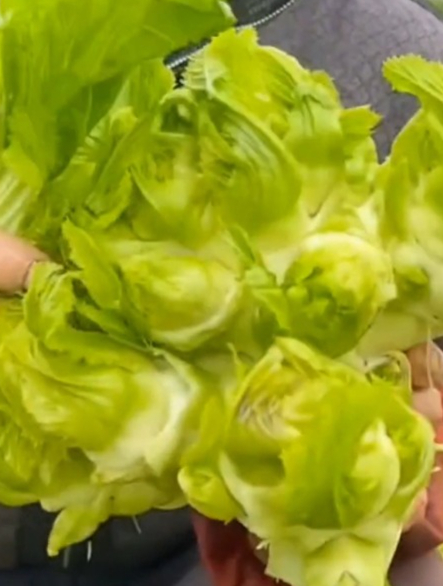 农村最常见的蔬菜“儿菜”,原来有这么多功效,营养丰富还养人!