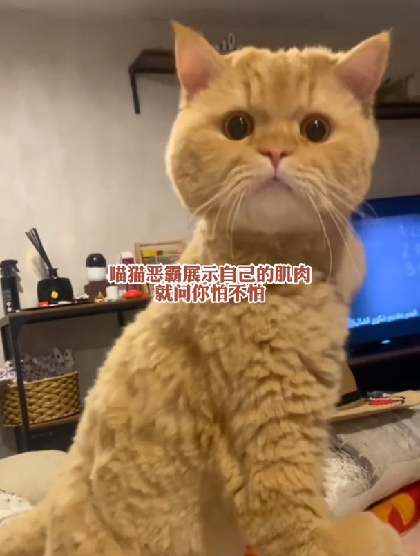 喵猫恶霸展示自己的肌肉,就问你怕不怕